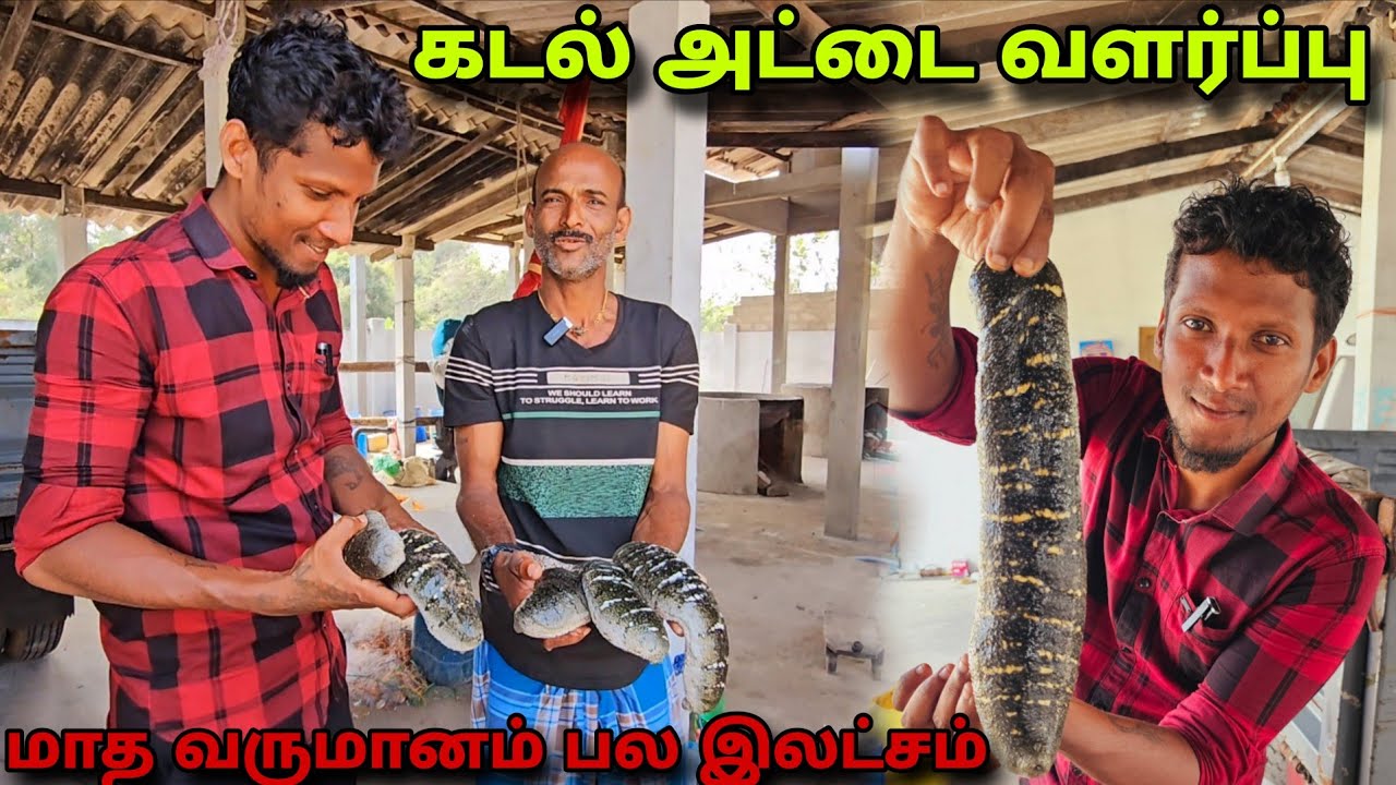 மாதம் பல இலட்சம் உழைக்கும் பள்ளிக்குடா அண்ணாவின் கடல் அட்டை வளர்ப்பு 