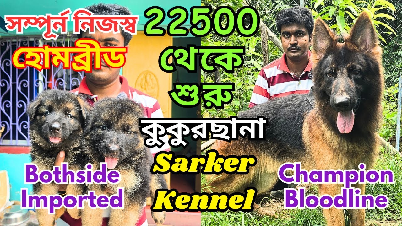 Biggest German Shepherd Kennel in Howrah । Import Quality Kci Registered । Dog Market in Kolkata