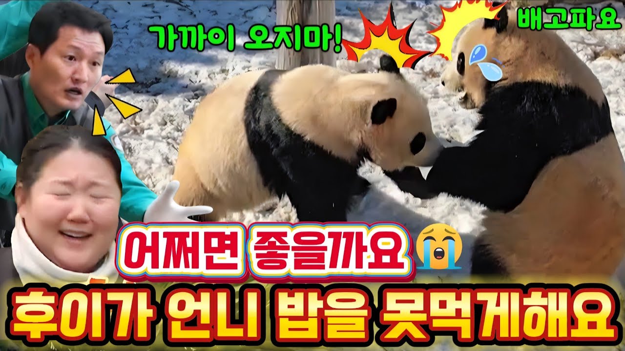 에버랜드 판다월드 2월1일💥어쩌면 좋을까요 🤔 후이가 언니 밥을 못먹게 하더라구요 걱정되네요 ㅠㅠ 😭 