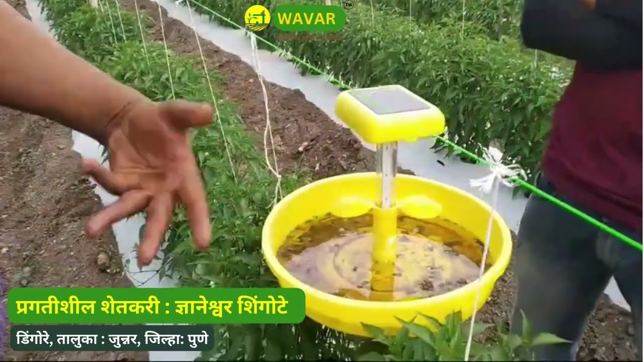 Solar Trap Result | मिरची पिकामध्ये सोलर ट्रॅपचा उत्तम रिझल्ट | मिर्च की फसल में सोलर ट्रैप रिज़ल्ट