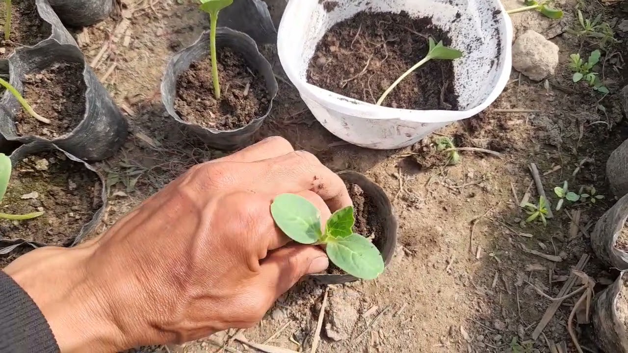 tarvuz kochatni kochirib otqizish natijasi