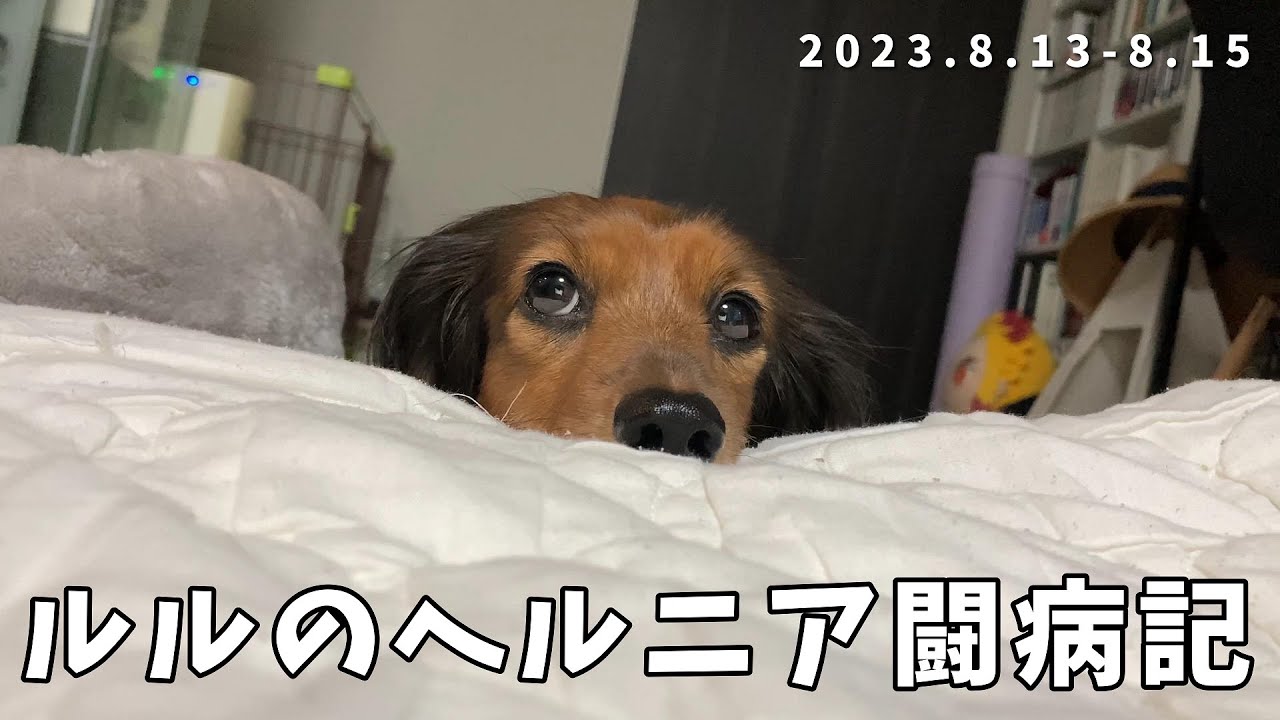 ルルのヘルニア闘病記/発症から3日目【カニンヘンダックス】