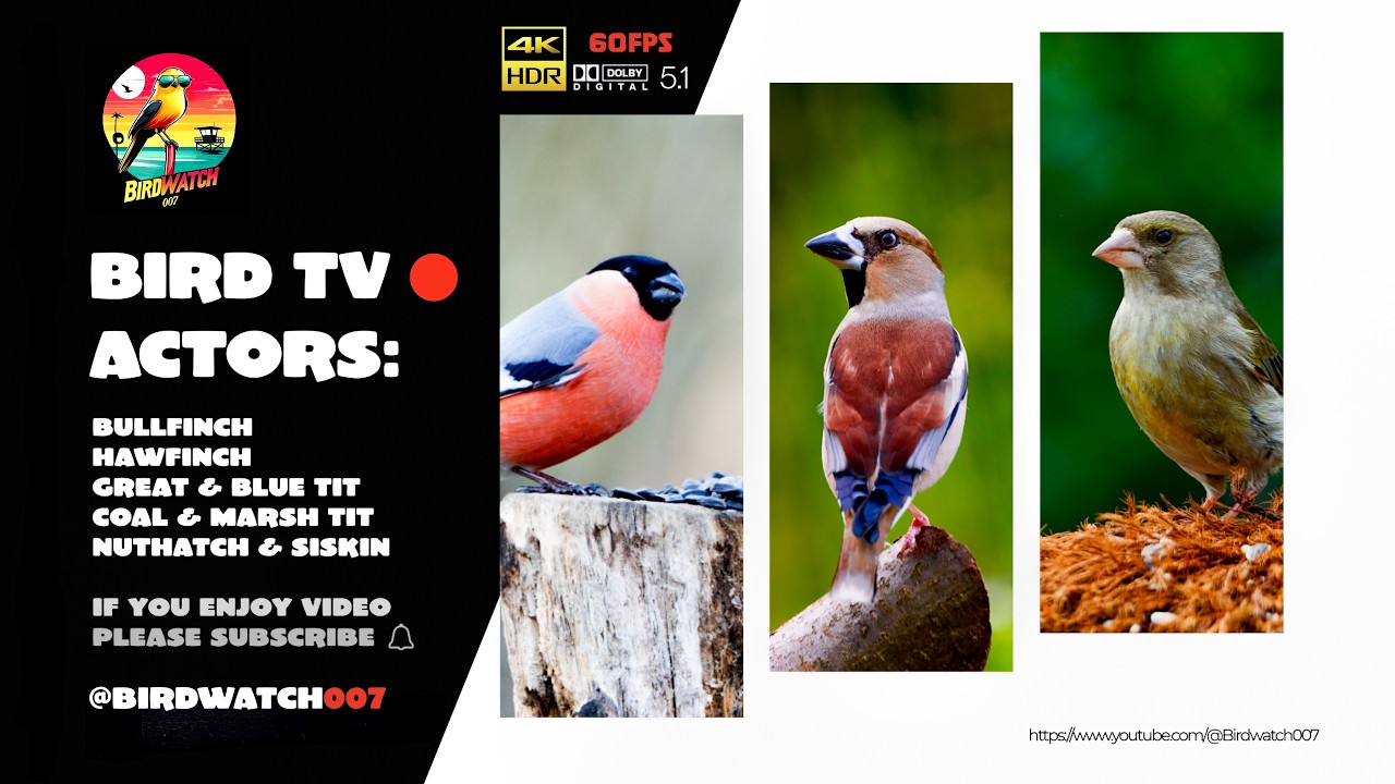 Watch Close Up Wild Birds in Nature: 4K HDR 60 FPS 5.1 audio #cattv #nature4k @Birdwatch007