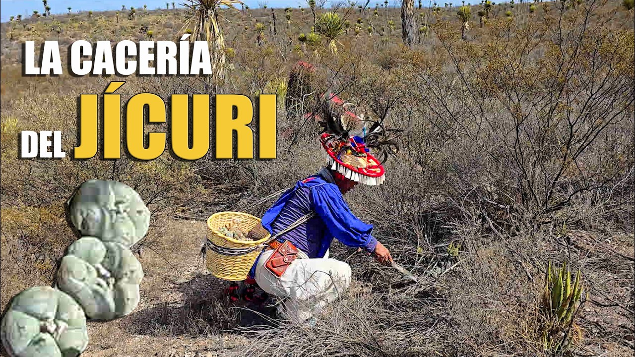 La Cacería del Peyote | Prohibido para Unos, Sagrado para Otros