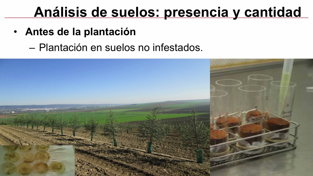 4 jornada Olivar   ENFERMEDADES