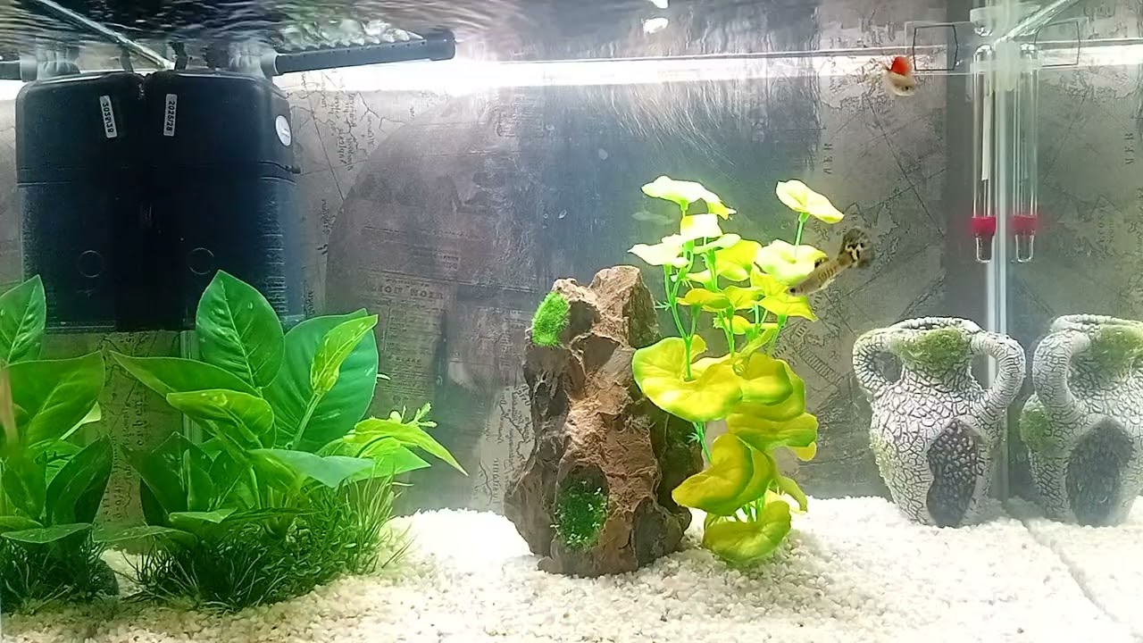 Fish Tank ASMR 🌊 | Stress Relief & Relaxation