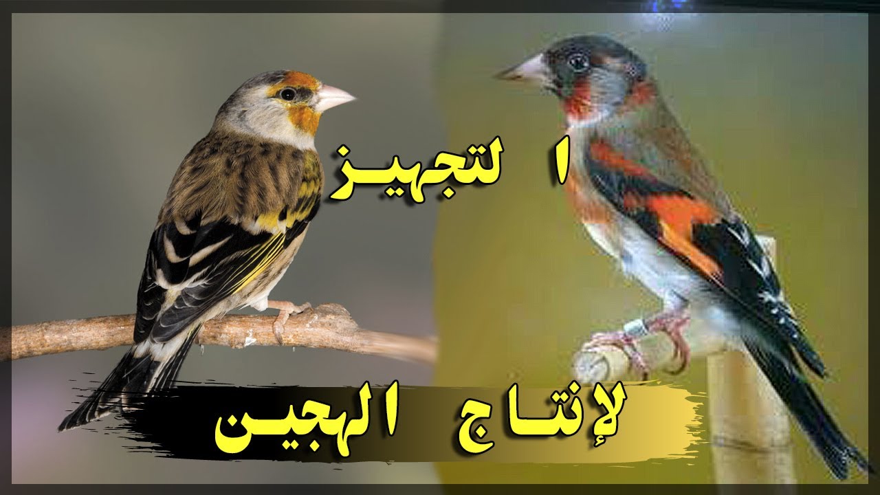 اسرار و مراحل إنتاج الهجين  mixto