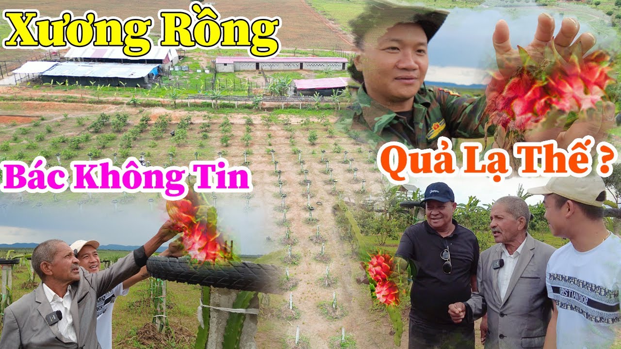 Công Giáp || Tại Sao Xương Rồng Có Quả Lạ Thế ? Bác Chủ Đất Ngạc Nhiên  Sự Hiện Đại Quang Linh Farm