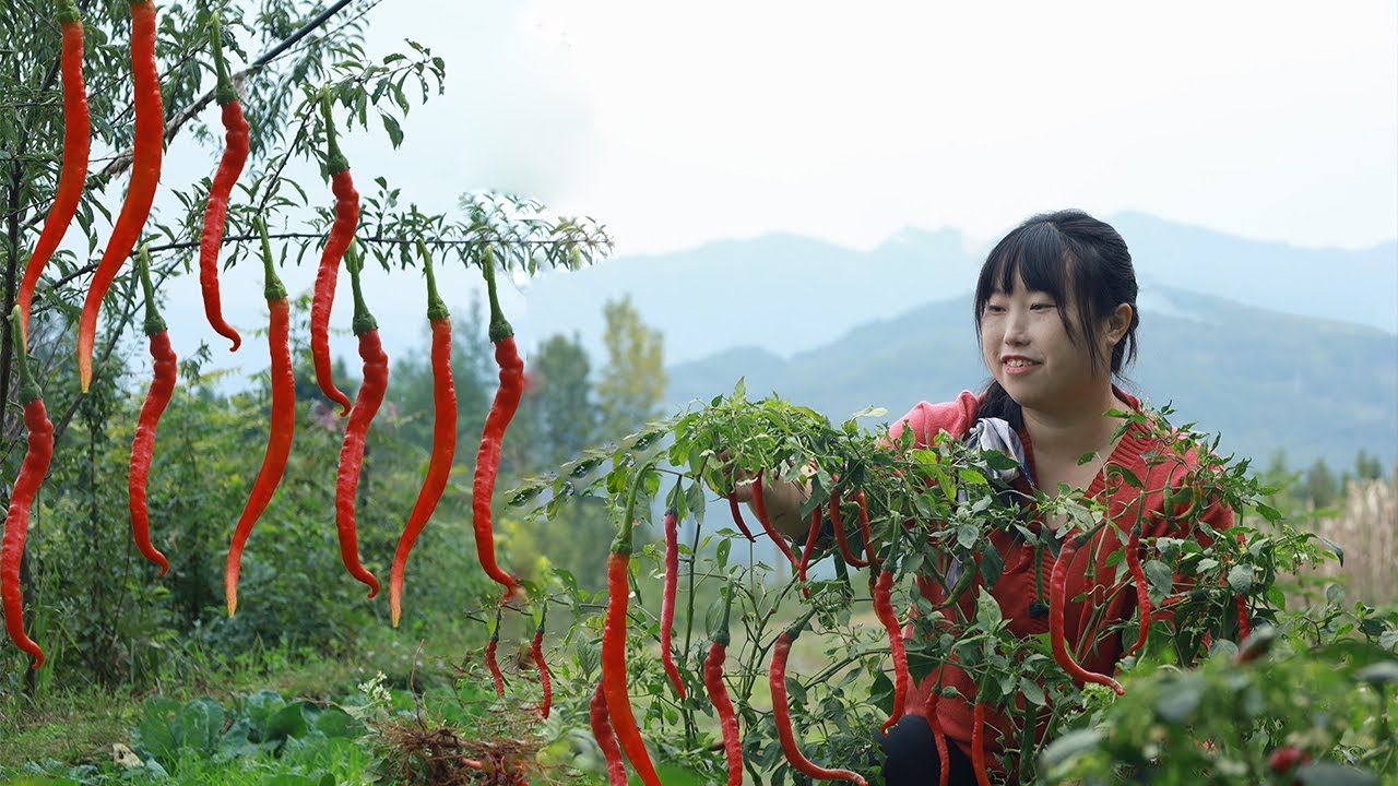 Chili 摘點辣椒回家做水煮牛肉、麩辣子和泡椒雞，剩下的用3種方法儲存起來！【余小鄉】