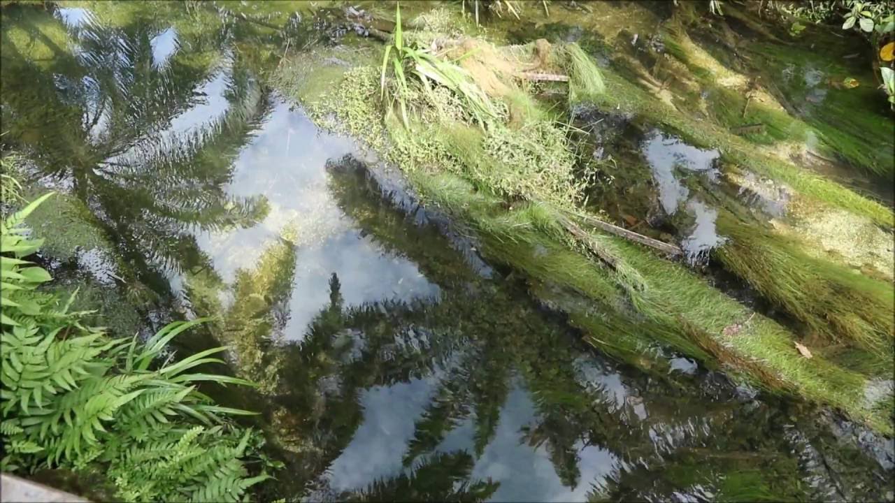 Cryptocoryne scurrilis　-DIscoveryPlanet-