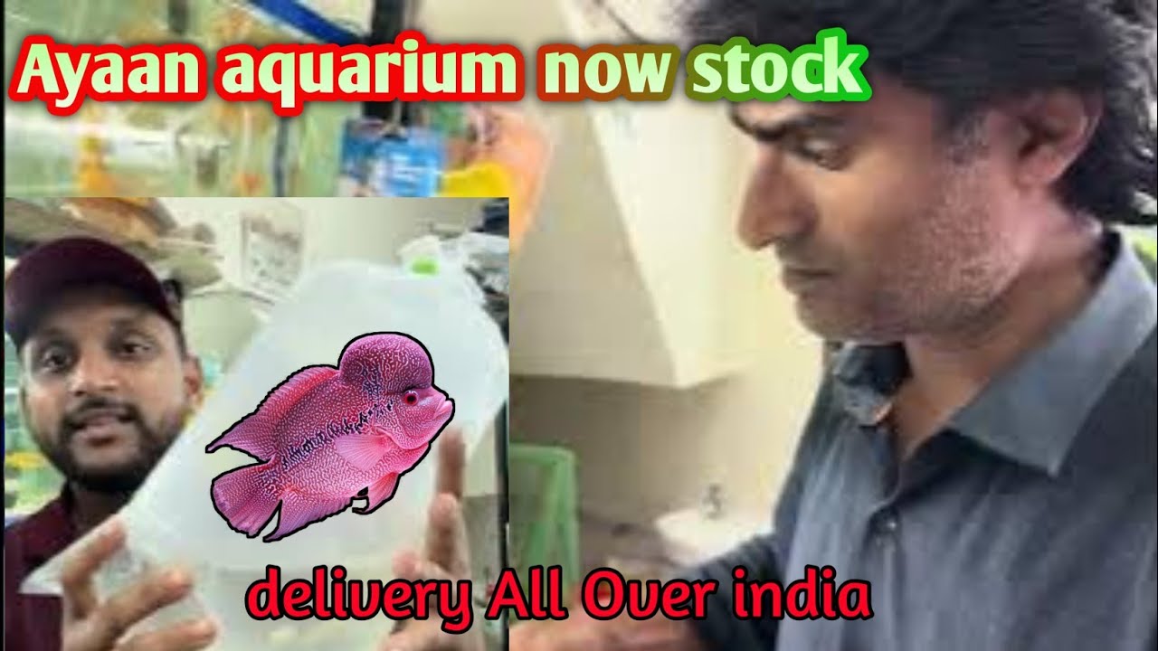 Ayaan aquarium khapoli || now stock available to Ayaan aquarium 