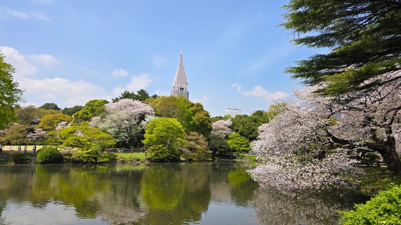 Cherry Blossoms at Shinjuku Gyoen, Tokyo Japan｜Stunning Views of Skyscrapers and Traditional Gardens