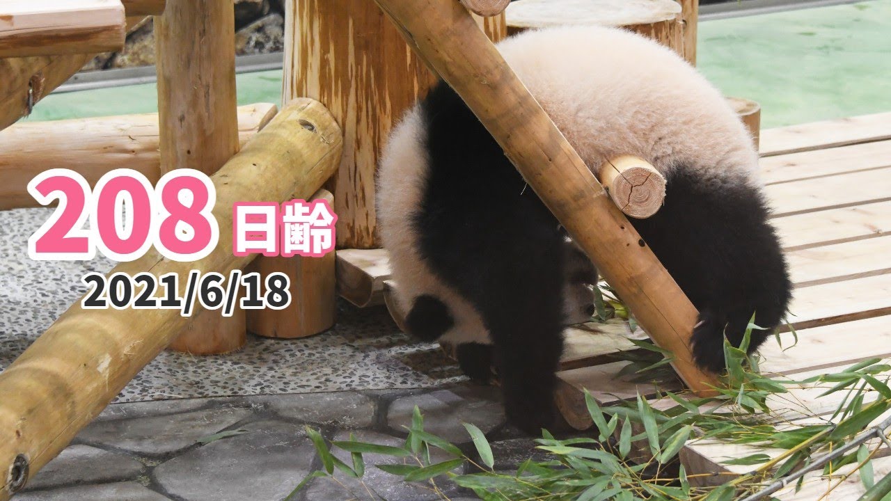 【パンダの赤ちゃん（楓浜）】あっちへこっちへ大忙し！！（208日齢）