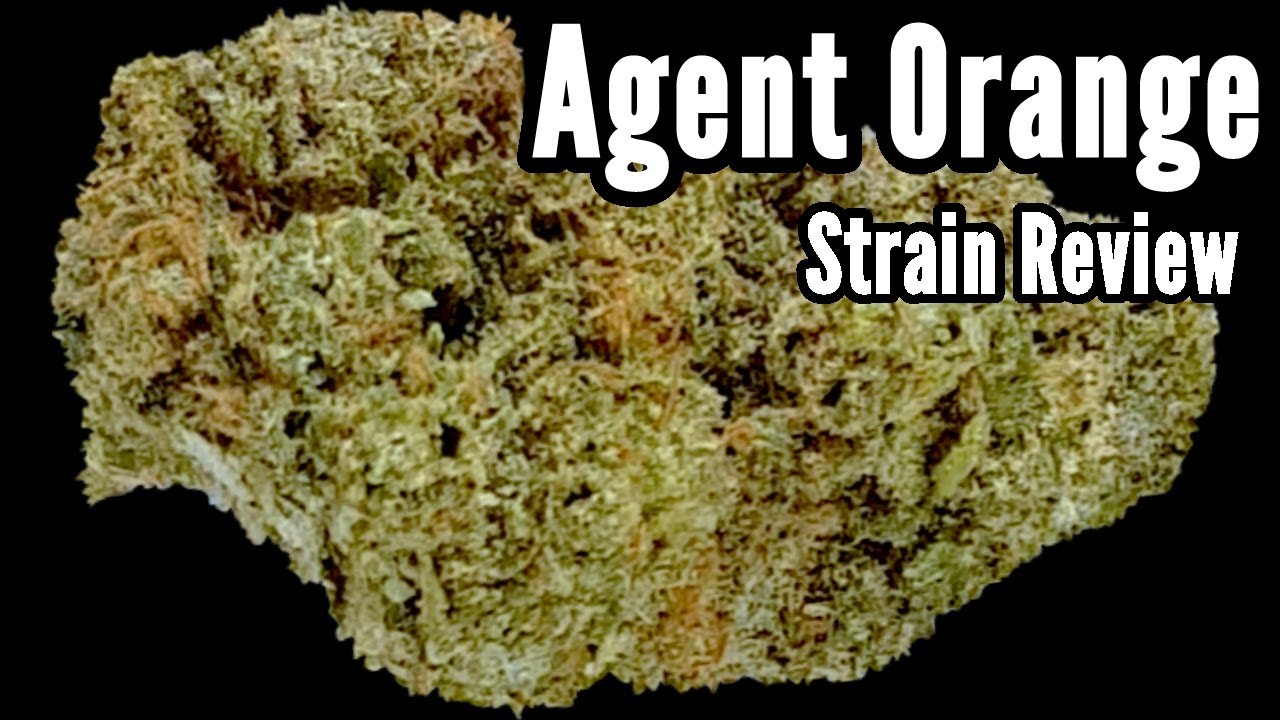 Agent Orange OFFICIAL Strain Review