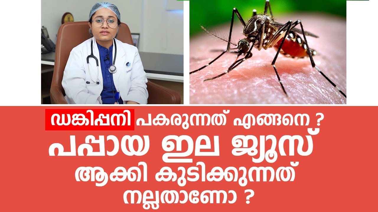 ഡെങ്കിപ്പനിക്ക് പപ്പായ ഇല ജ്യൂസ് ആക്കി കുടിക്കുന്നത് നല്ലതാണോ ? Dengue fever symptoms and treatment