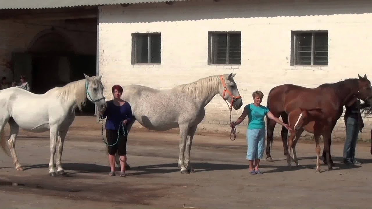 Заводские матки Локотского конного завода
