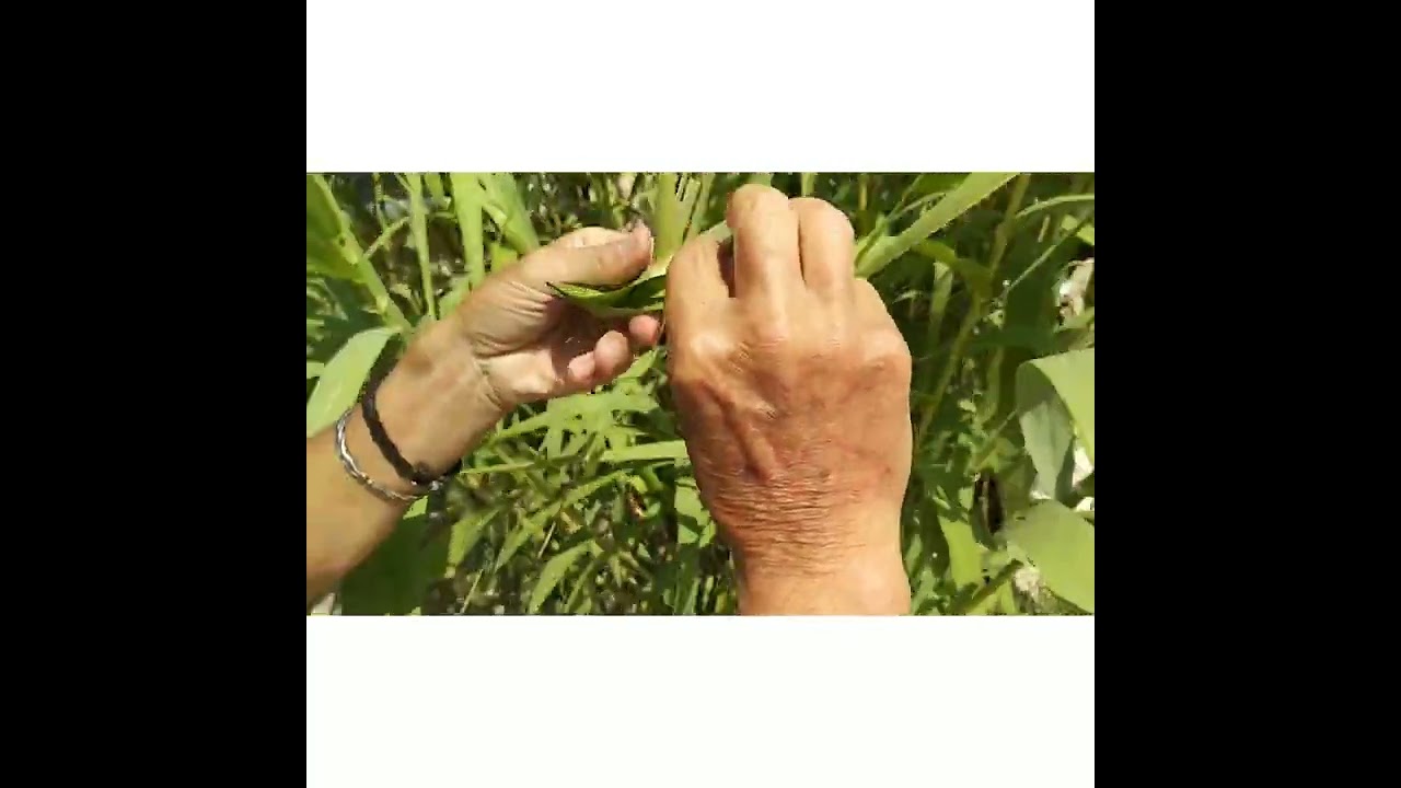 Manualidades como fabricar un barco con hojas de caña