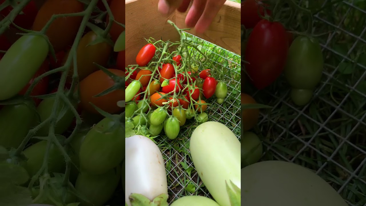 Turn Your Sound ON for This ASMR Garden Therapy