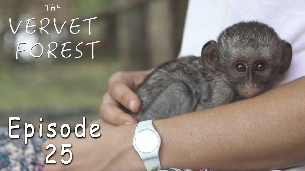 Scared Baby Orphan Vervet Meets Monkey Mom - Ep. 25