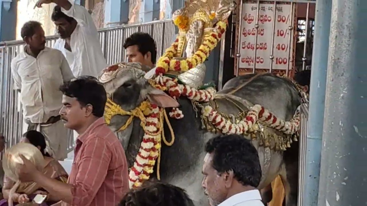 Buddala chinnaya gari seva GARIDI SIVAJIPALEM seva at ramaterthalu