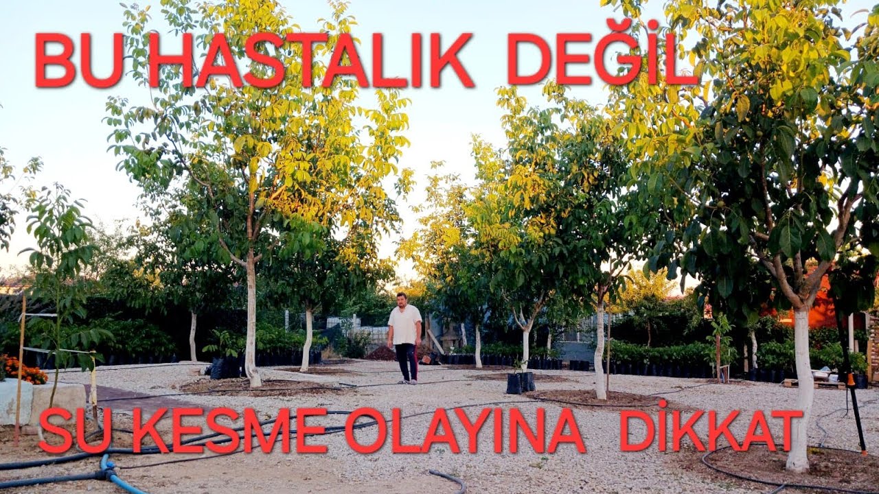 BU BİR HASTALIK DEĞİLDİR.CEVİZLERDE SU KESME OLAYI
