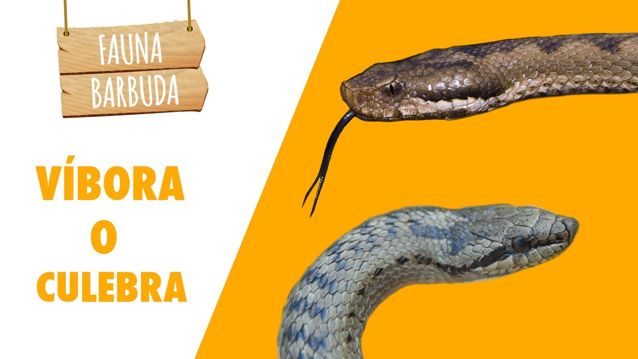 ¿VÍBORA O CULEBRA? Cómo diferenciar estas serpientes | FAUNA BARBUDA 07