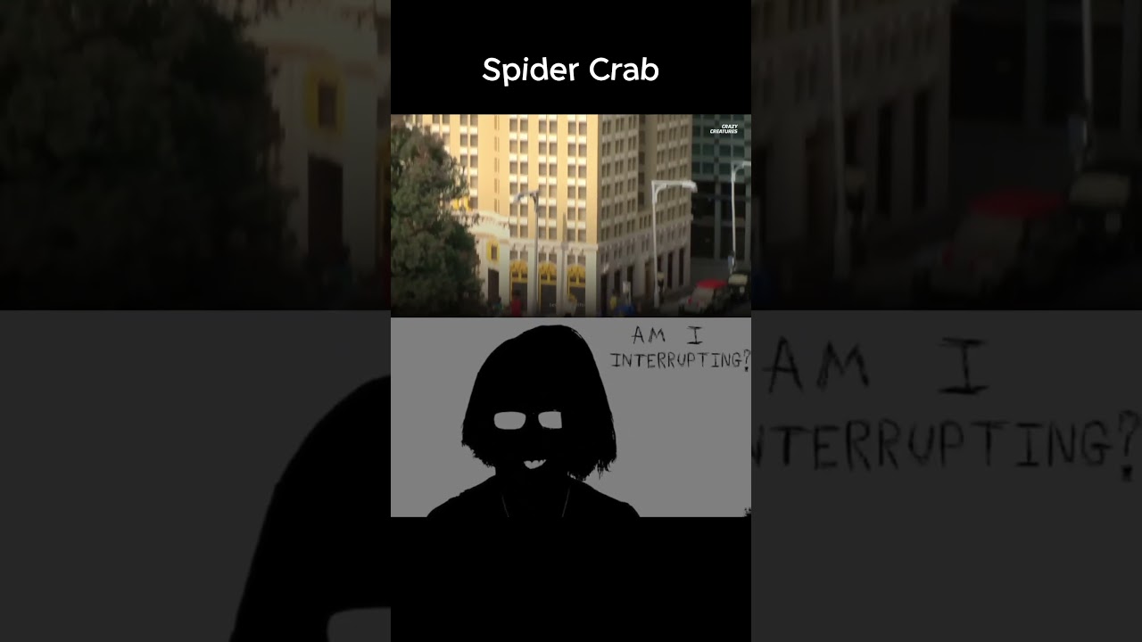 Spider Crab Bruno Power