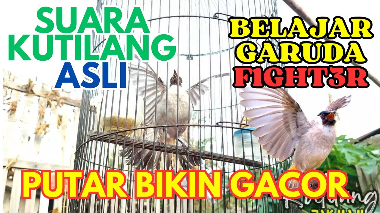 Mantab! Pancingan suara kutilang pIKAT | suara kutilang gacor ampuh buat pancingan kutilang PIKAT