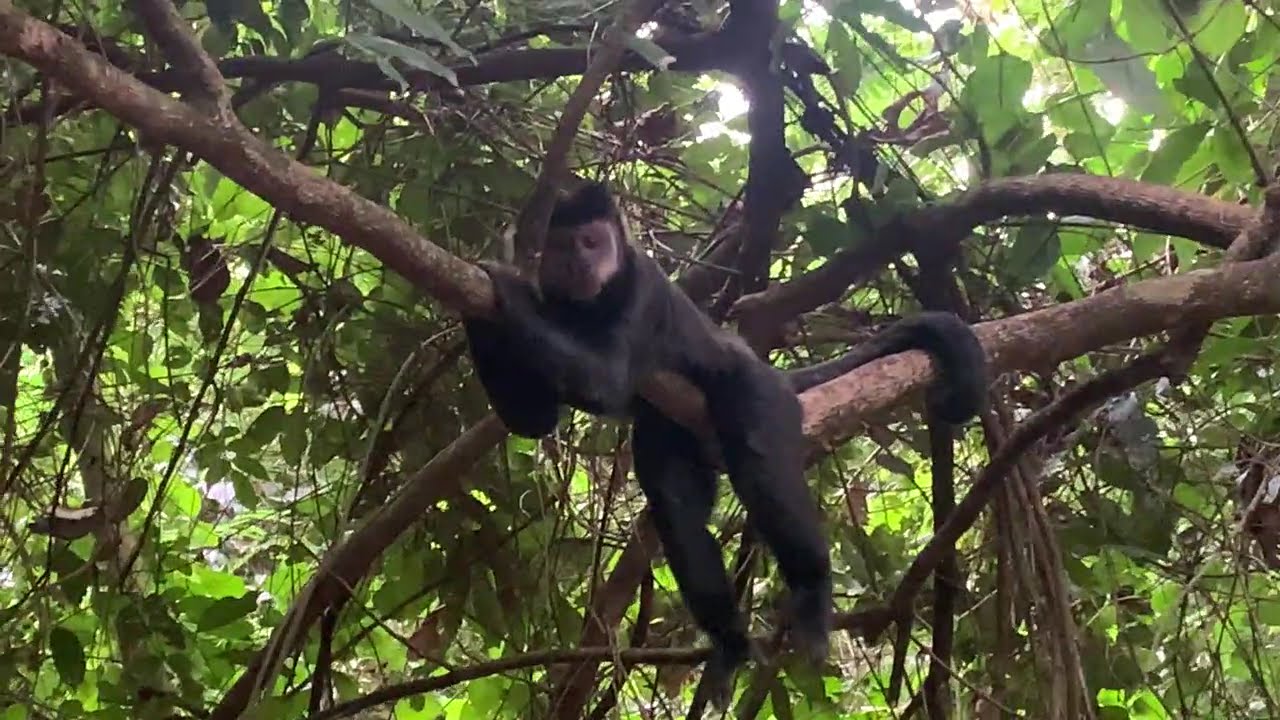 Tranquilidade macacos no  Parque ecológico de #goioerê #ecológica #animaisdaselva