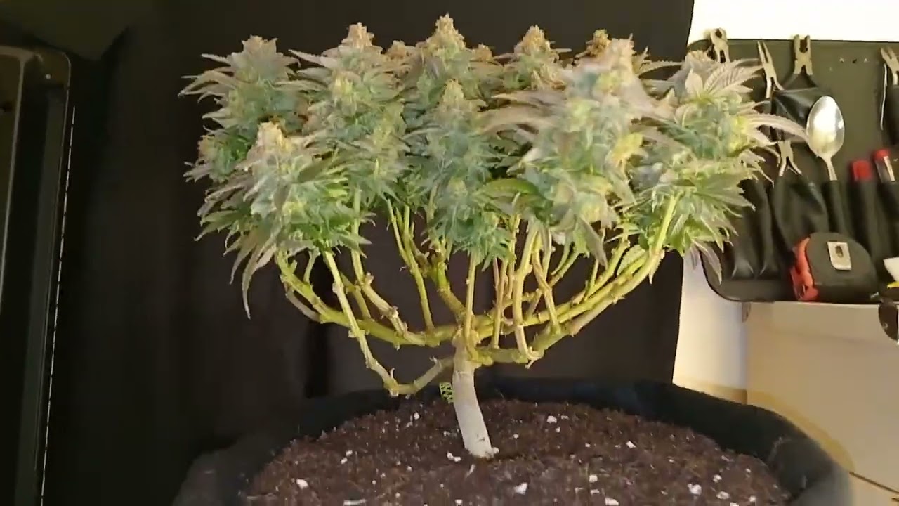 Barney's Critical Kush 🪓(see desc)