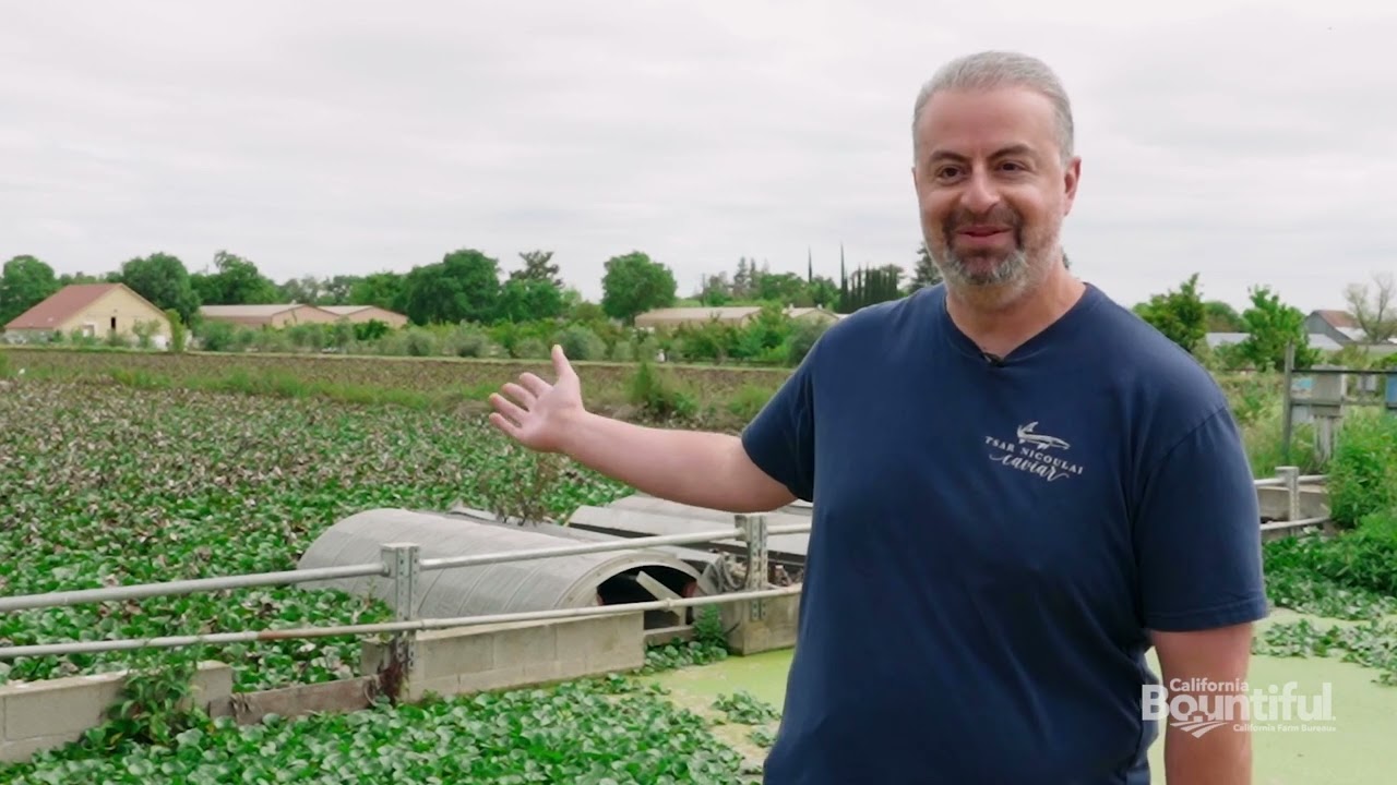 Sustainable Caviar at Tsar Nicoulai Farms