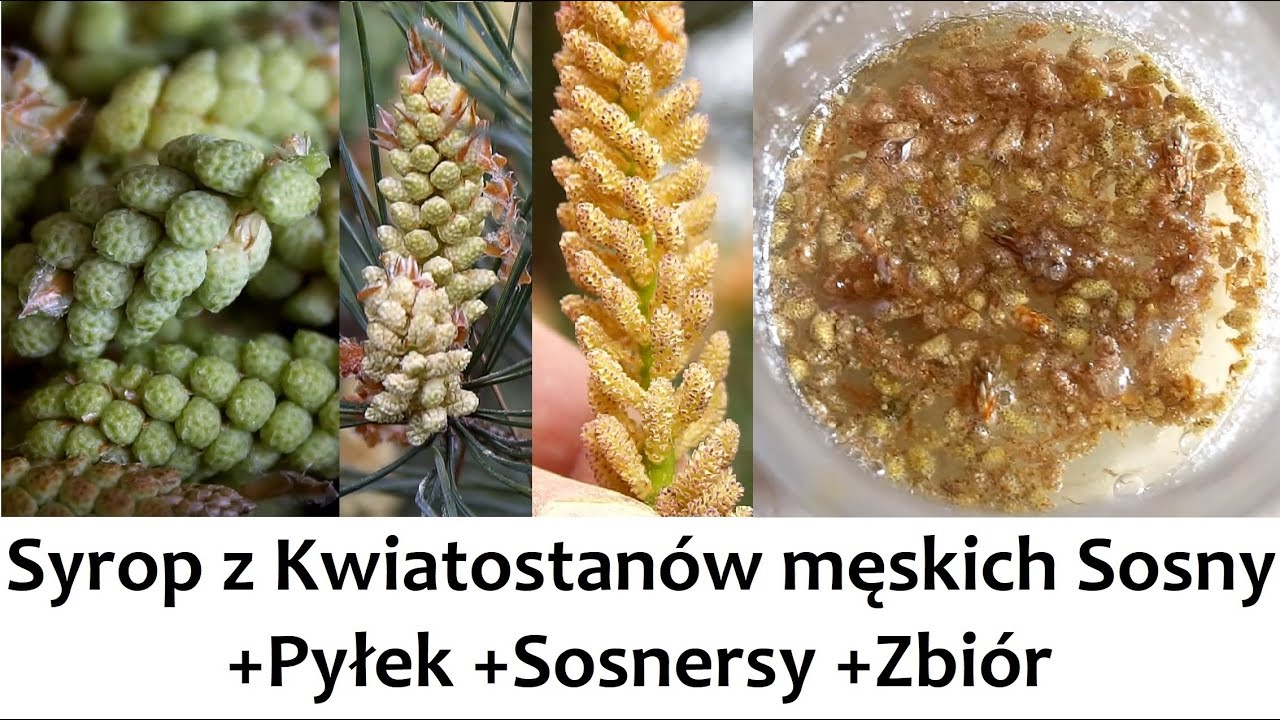 Syrop z Kwiatostanów męskich Sosny (+Pyłek, Sosnersy, Zbiór) ZŻ93