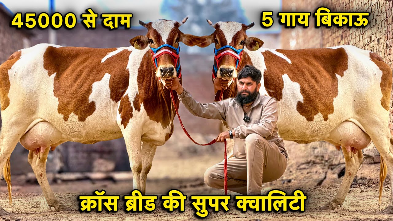 45000 से दाम,किराया फ्री👌15 से 28 लीटर तक दूध👍5 गाय बिकाऊ👌Top Cross Breed Cows For Sale 