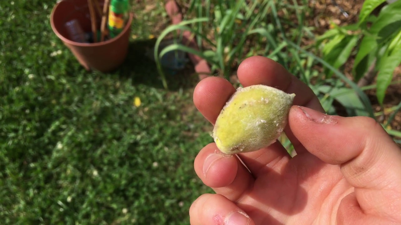 Plum Curculio ATTACKING my Peaches