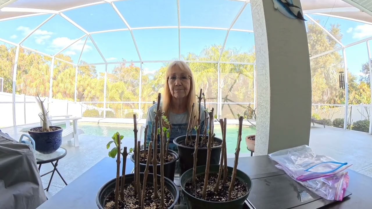 American Beautyberry cuttings 