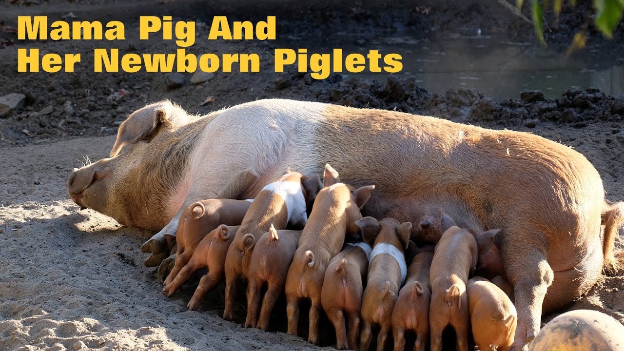 Mama Pig and her newborn piglets