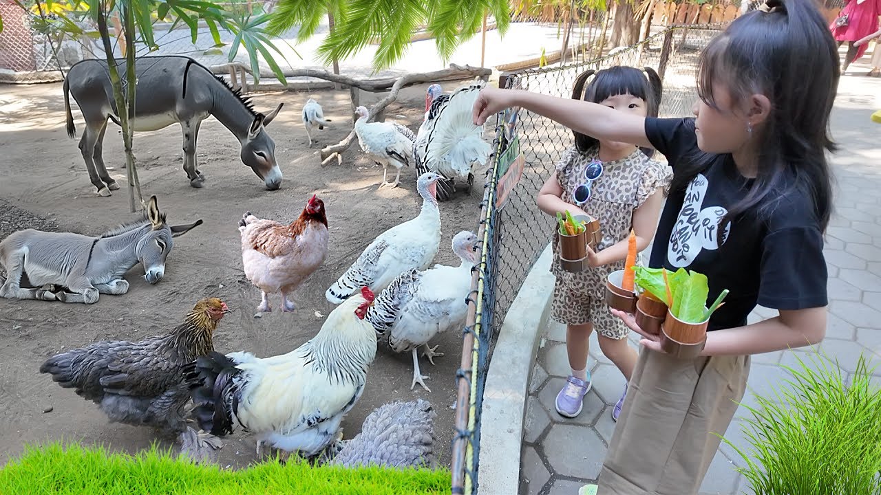 Kasih Makan Keledai, Ayam, Kambing, Domba, Kalkun dan Harimau di Kebun Binatang