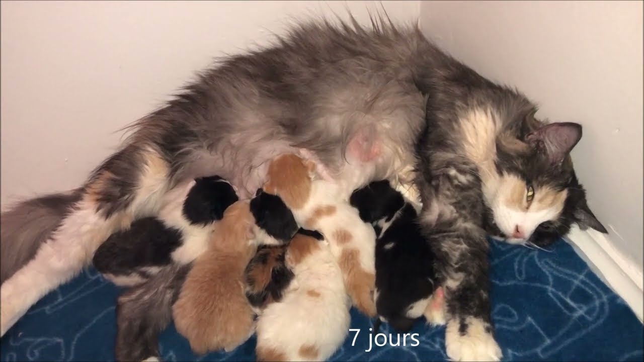 Les 15 premiers jours de la vie des chatons de Mitsy et Pongo, une fraterie de 6 chatons norvégiens