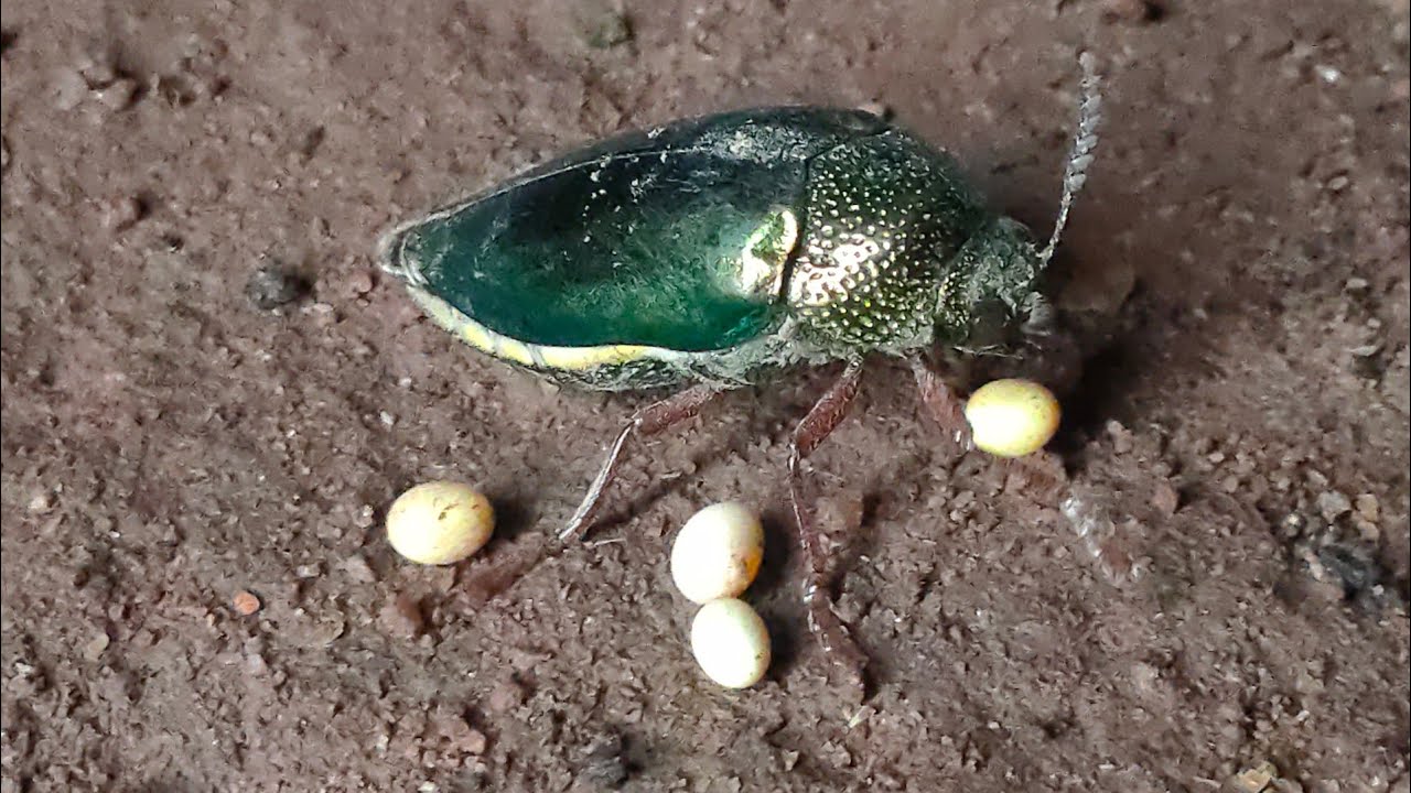 The Indian jewel Beetle.
