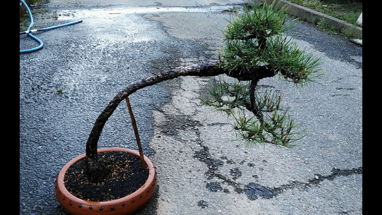 個性的な赤松盆栽の植え替え！平たい鉢に植え付けるコツも　Repoting a unique  red pine bonsai! Tips for planting in a flat pot.