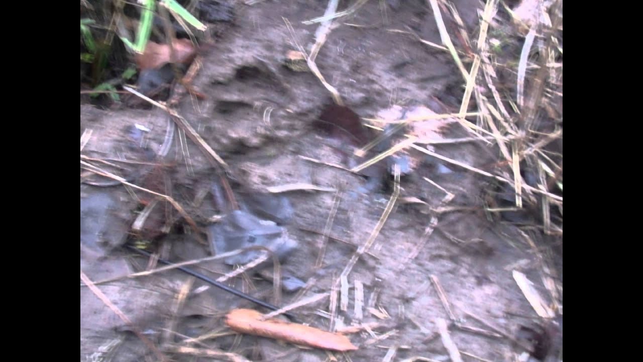 DOGMAN FOOTPRINTS IN TENNESSE