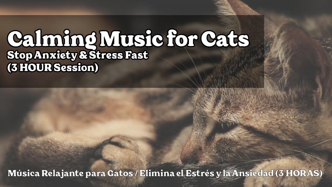 Calming Music for Cats / Stop Anxiety & Stress Fast (3 HOUR Session)