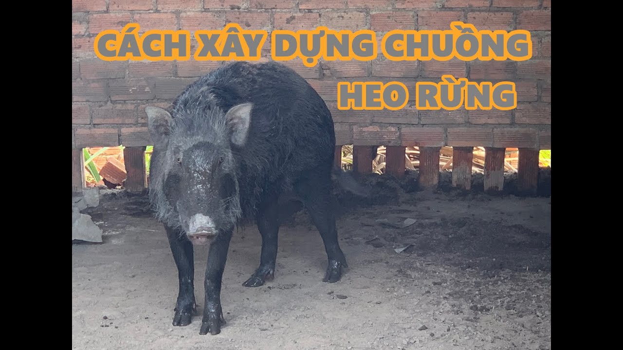 CÁCH XÂY CHUỒNG HEO RỪNG RẶC & HEO RỪNG LAI - TẬP 1