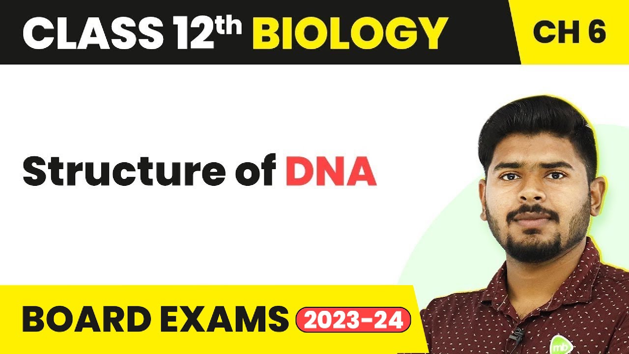 Structure of DNA - Molecular Basis of Inheritance | Class 12 Biology (2022-23)
