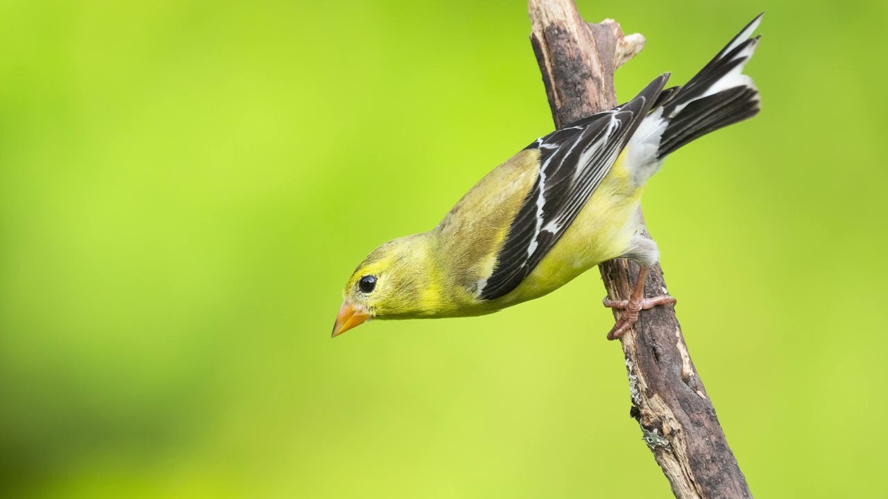 The song of the American Goldfinch - Bird Sounds | 10 Hours