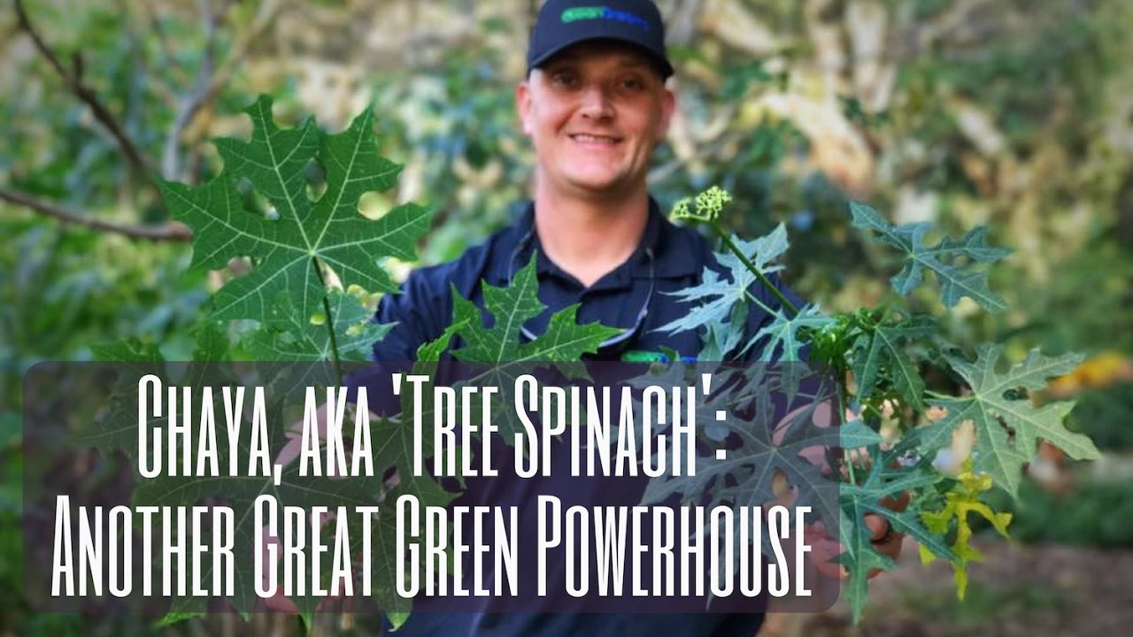 Growing Chaya: TREE SPINACH - Another Great Green Powerhouse!