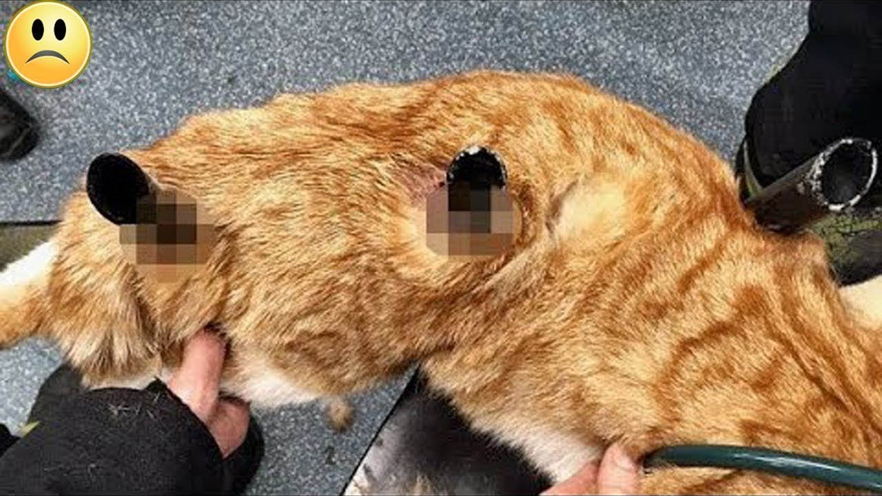 Il a &eacute;t&eacute; plant&eacute; sur les poteaux pointus de la cl&ocirc;ture! Le chat respirait &agrave; peine..