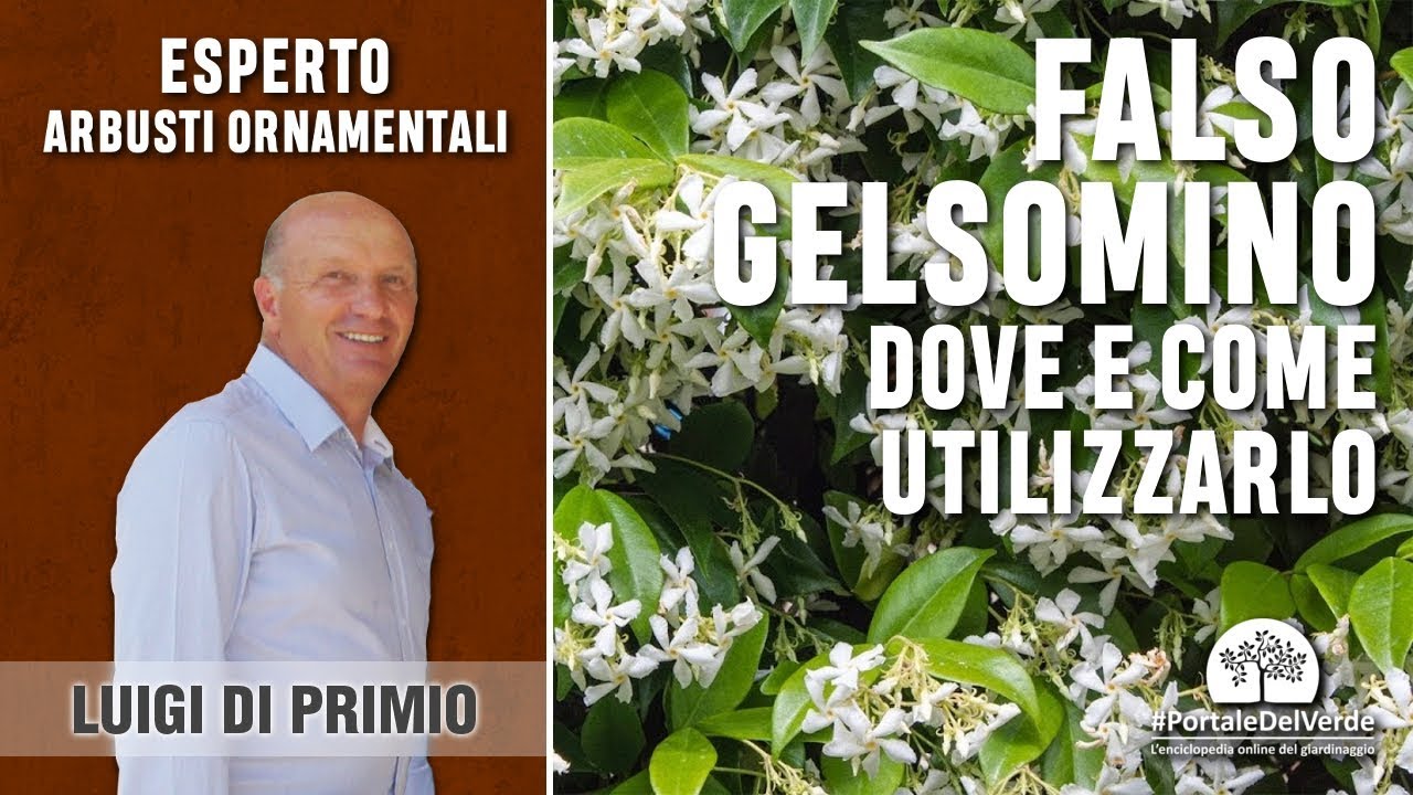 Falso gelsomino: dove e come utilizzarlo in giardino
