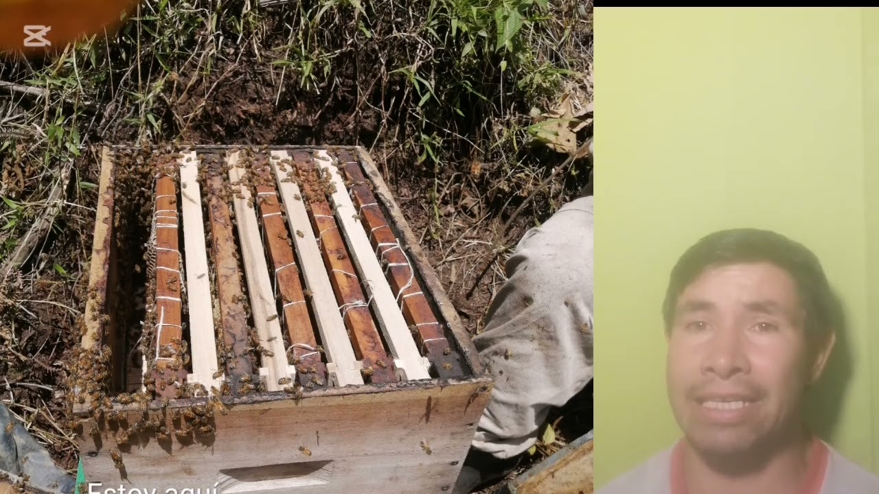Video explicativo apicola