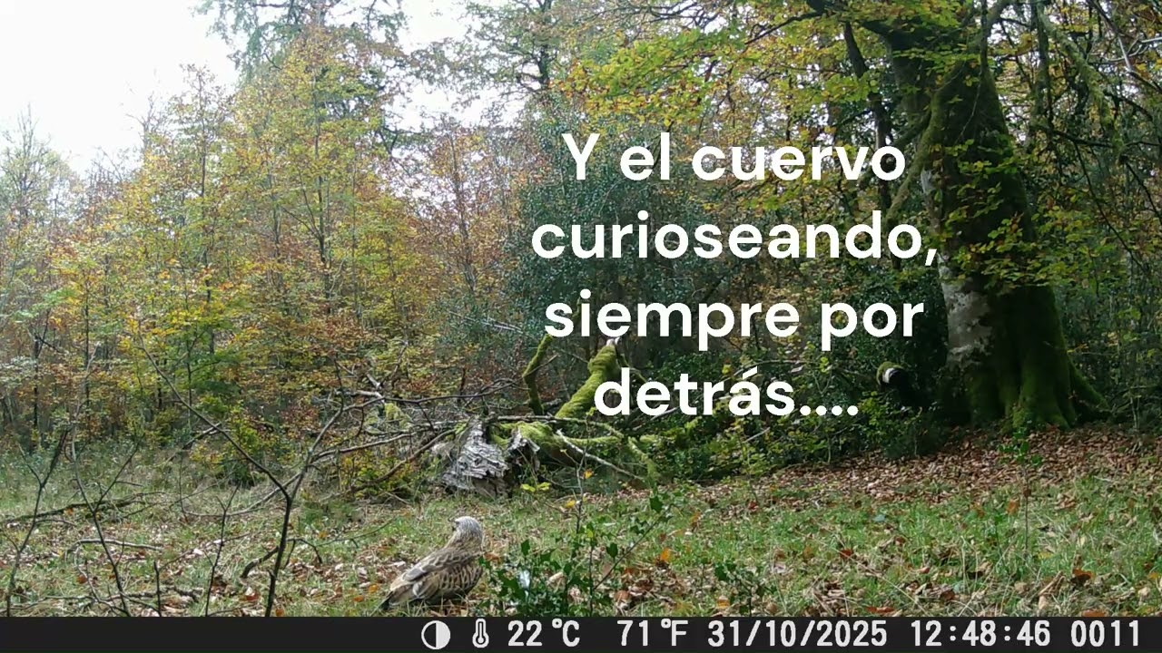 MILANOS REALES COMO NUNCA LOS HAS VISTO